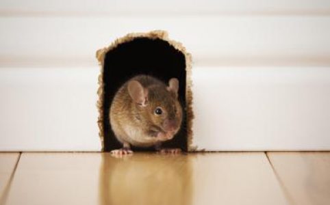 Sử dụng thuốc sinh học cao cấp diệt chuột hiệu quả